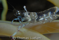 glas shrimp in Kapalai; D200 by Thomas Lueken 
